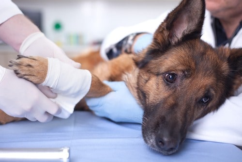 Vet Bills to Pay
