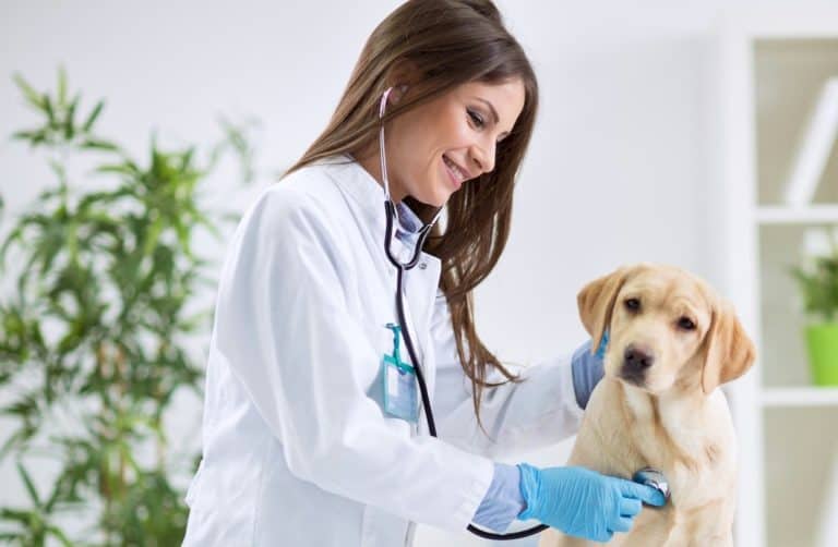 Vet Finance NZ Finance For Vet Bills Emergency Pet Loans